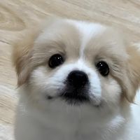 如何挑选适合自己修狗
