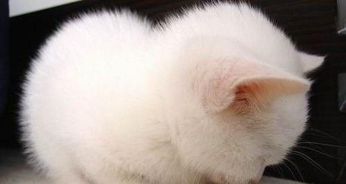 宠物肝炎——猫咪急性肝炎的原因探究（了解猫咪急性肝炎的症状和治疗方法）
