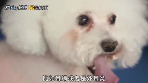 狗狗耳朵发炎怎么治疗