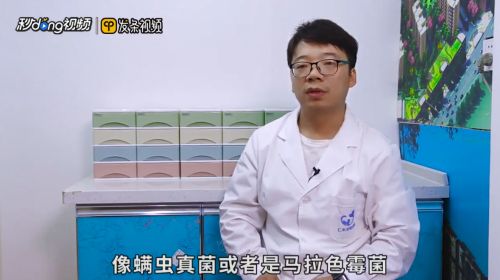 狗狗耳朵发炎怎么治疗