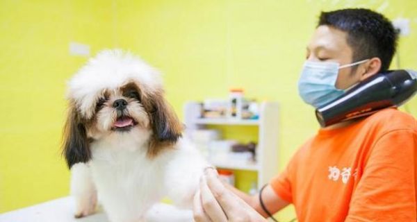 狗狗耳朵肿了（探究狗狗耳朵肿胀的各种可能原因及相应的预防和治疗措施）