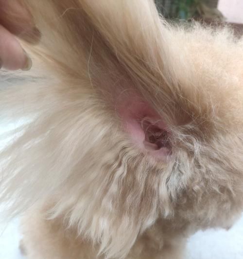 狗狗耳朵肿了（探究狗狗耳朵肿胀的各种可能原因及相应的预防和治疗措施）