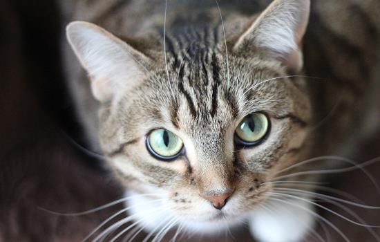 猫耳朵掉毛秃了一块 可能是这些原因导致的