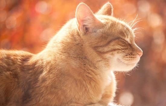 猫耳朵掉毛秃了一块 可能是这些原因导致的