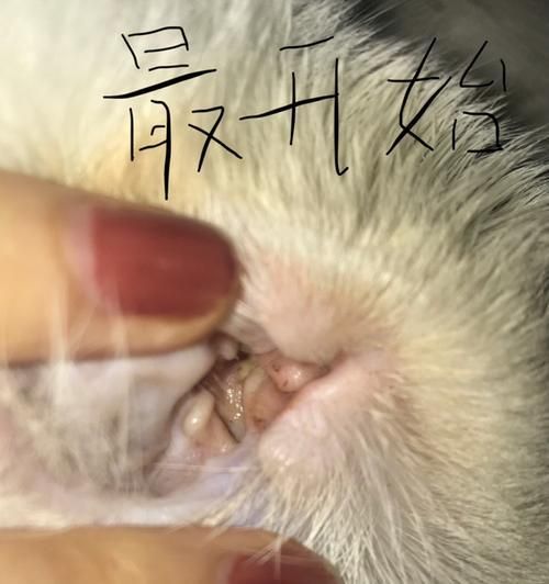 如何清洁宠物猫耳朵（解决小猫耳朵脏的问题，让宠物健康快乐）