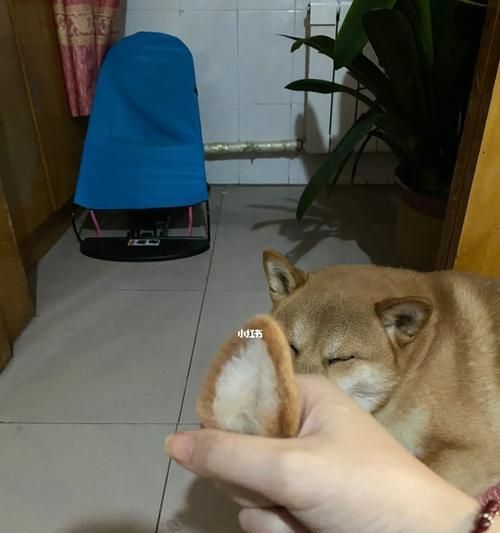 狗狗耳粉的神奇作用（宠物健康的必备护理品，让狗狗告别耳部问题）