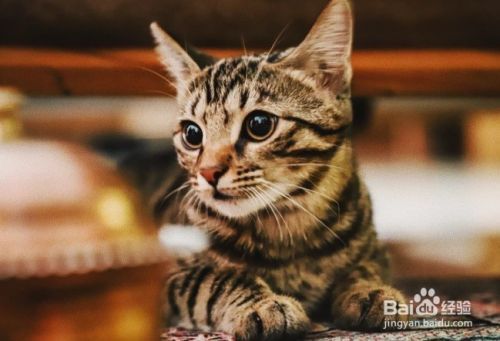 如何避免猫抓挠家具