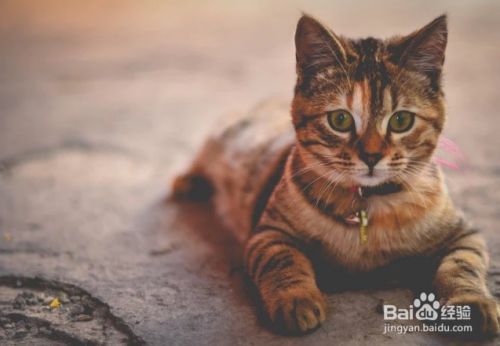 如何避免猫抓挠家具