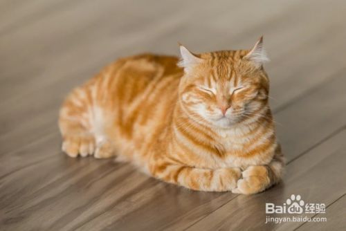 如何避免猫抓挠家具