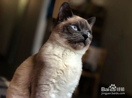 如何避免猫抓挠家具