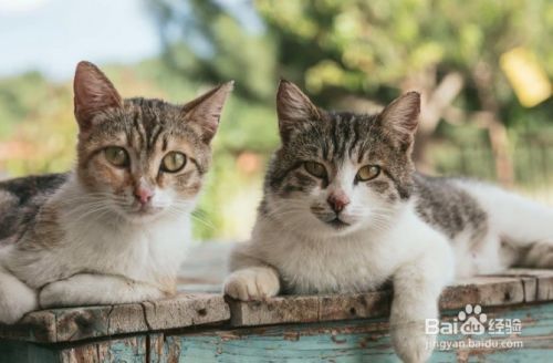 如何避免猫抓挠家具
