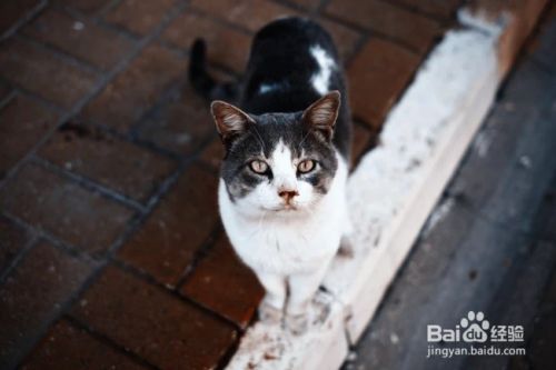 怎么样停止猫咪抓挠躺椅