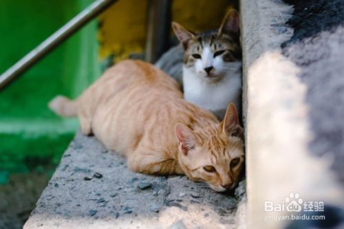 怎么样停止猫咪抓挠躺椅