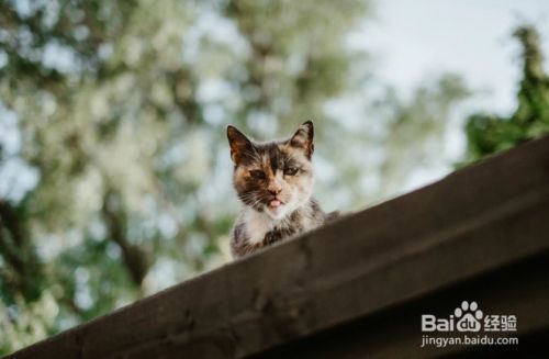 怎么样停止猫咪抓挠躺椅