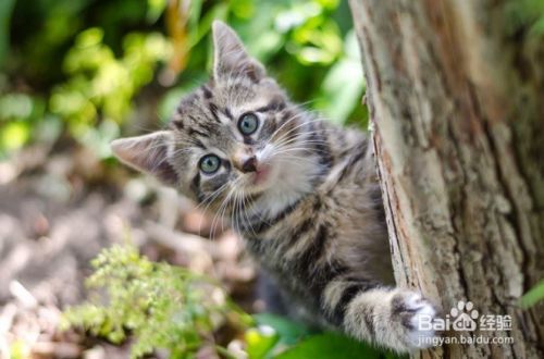 怎么样停止猫咪抓挠躺椅
