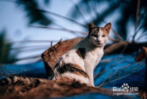 怎么样停止猫咪抓挠躺椅