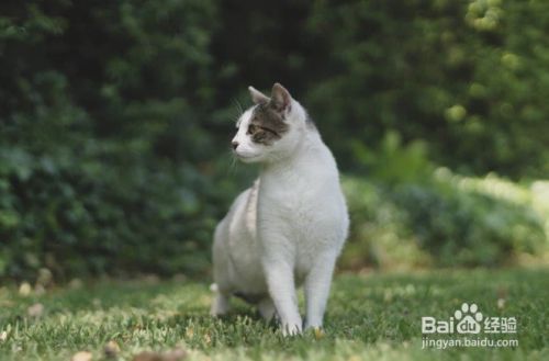 怎么样停止猫咪抓挠躺椅