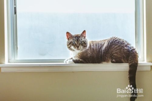 怎么样停止猫咪抓挠躺椅