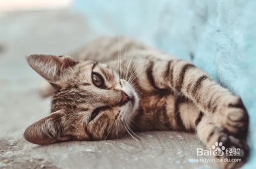 怎么样停止猫咪抓挠躺椅