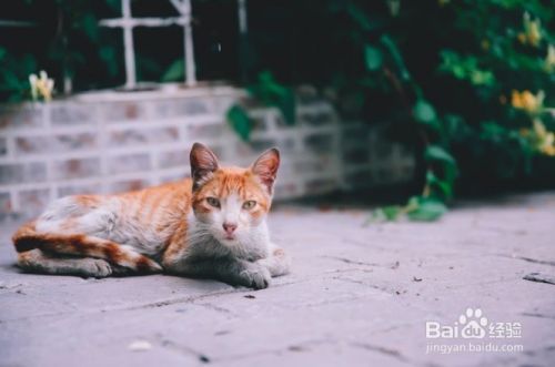 怎么样停止猫咪抓挠躺椅