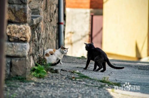 怎么样停止猫咪抓挠躺椅