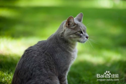 怎么样停止猫咪抓挠躺椅