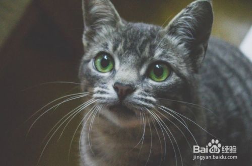 怎么样停止猫咪抓挠躺椅