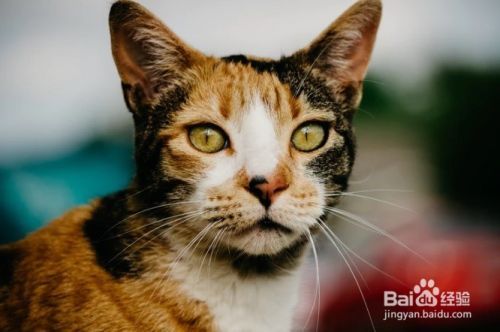 怎么样停止猫咪抓挠躺椅