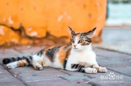 怎么样停止猫咪抓挠躺椅