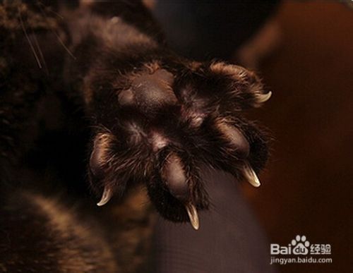 怎样防止猫咪挠破家具