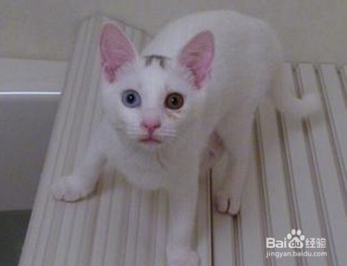 怎样防止猫咪挠破家具