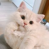 保心丸々