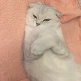 佳佳