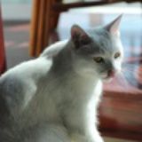刺猬小姐丶