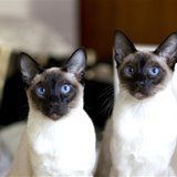 猫咪太调皮该怎么训练