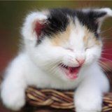 训练猫咪使用猫抓板的小技巧