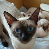 怎样训练猫猫抓爬