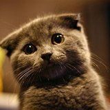 折耳猫训练之如何训练折耳猫不抓家具