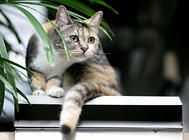养猫家庭家居布局指南