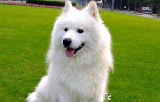 狗狗有攻击性的原因 你知道为什么狗狗会攻击主人吗？