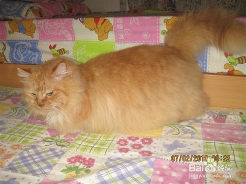 饲养宠物应该注意哪些问题