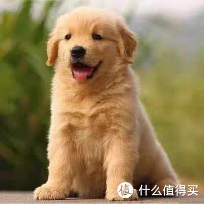 金毛之乐：忠诚伴侣，共享生活的温暖与欢笑！