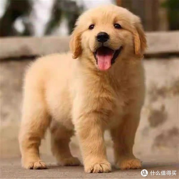 金毛之乐：忠诚伴侣，共享生活的温暖与欢笑！