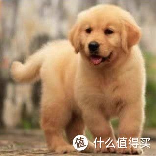 金毛之乐：忠诚伴侣，共享生活的温暖与欢笑！