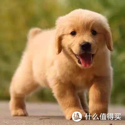 金毛之乐：忠诚伴侣，共享生活的温暖与欢笑！