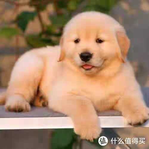 金毛之乐：忠诚伴侣，共享生活的温暖与欢笑！