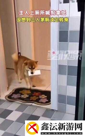 狗狗帮主人拿纸