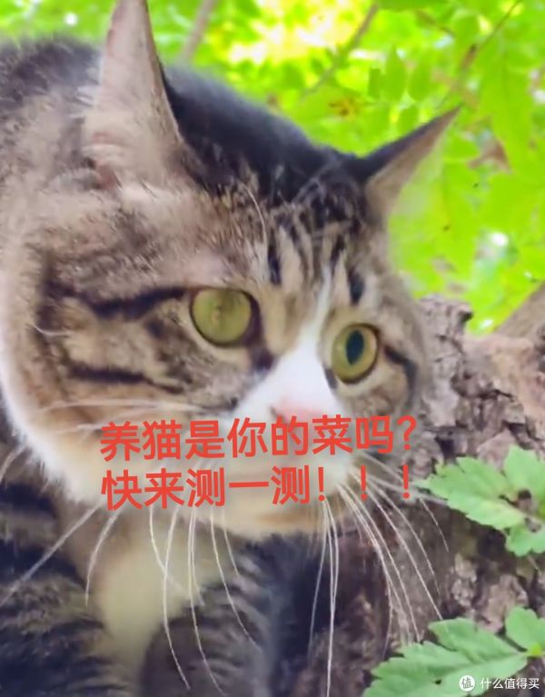 养猫攻略大揭秘!养猫前必须知道的心理准备!