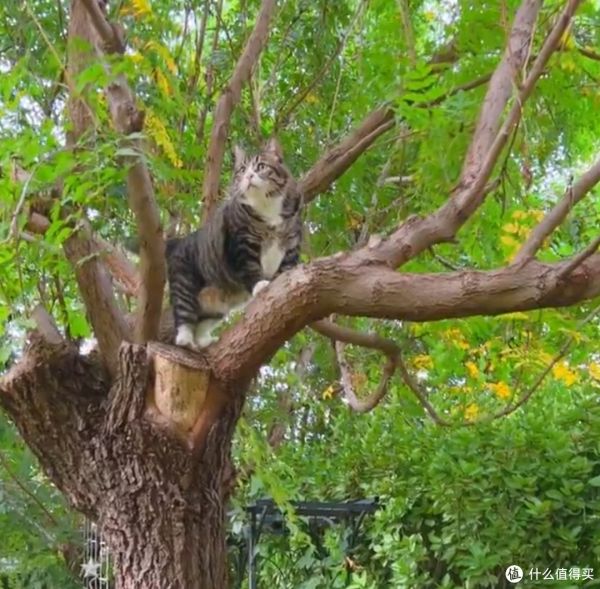 养猫攻略大揭秘!养猫前必须知道的心理准备!