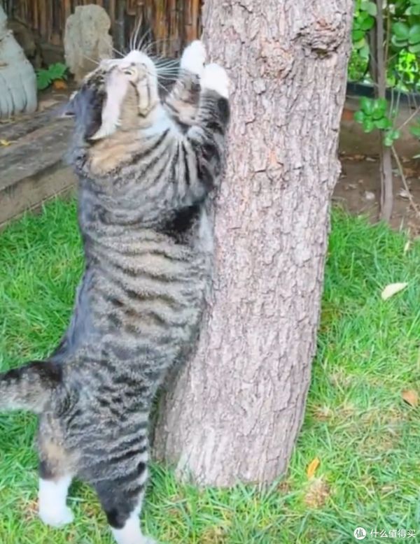 养猫攻略大揭秘!养猫前必须知道的心理准备!